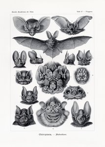 Chiroptera by German School